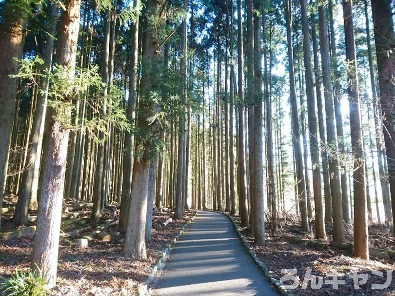 【冬の湖畔】田貫湖キャンプ場から見える絶景の富士山｜A・Bサイトの雰囲気をブログでご紹介