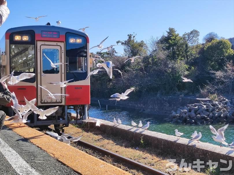 【ゆるキャン△聖地巡礼】浜名湖佐久米駅（5巻・27話）｜ユリカモメの群れがすごい！