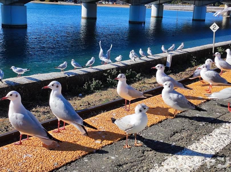 【ゆるキャン△聖地巡礼】浜名湖佐久米駅（5巻・27話）｜ユリカモメの群れがすごい！