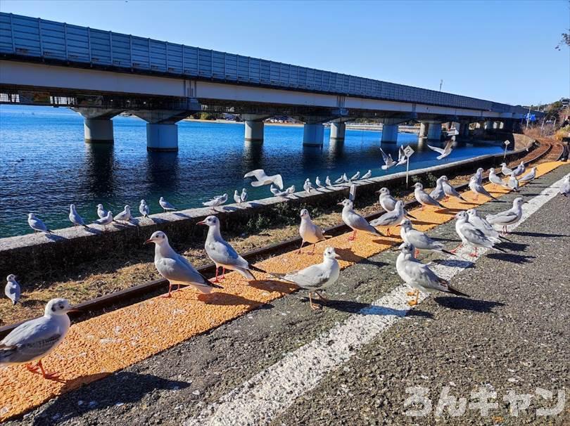 【ゆるキャン△聖地巡礼】浜名湖佐久米駅（5巻・27話）｜ユリカモメの群れがすごい！