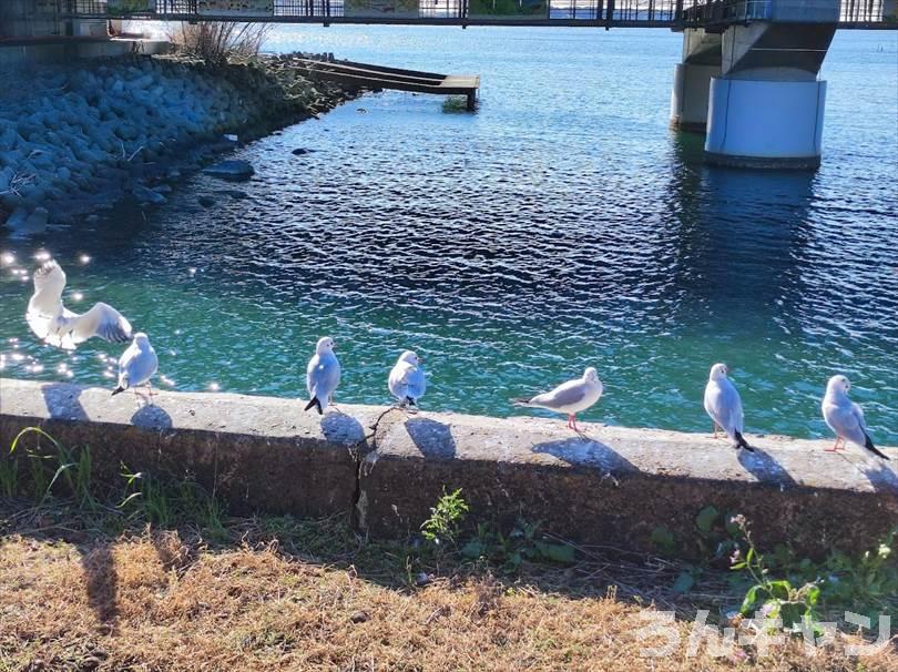 【ゆるキャン△聖地巡礼】浜名湖佐久米駅（5巻・27話）｜ユリカモメの群れがすごい！