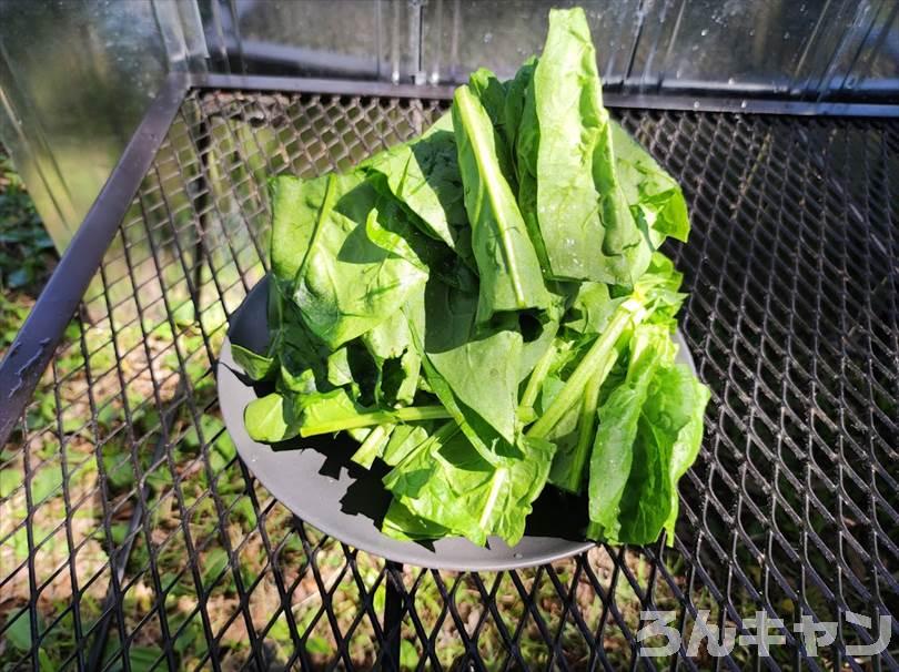 【簡単・絶品】キャンプにおすすめの野菜料理まとめ｜美味しい人気レシピをご紹介